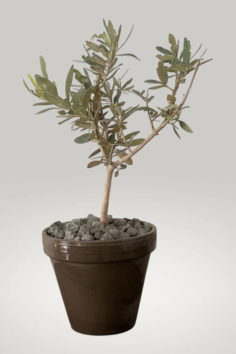 Plant Aglandau - 27cm