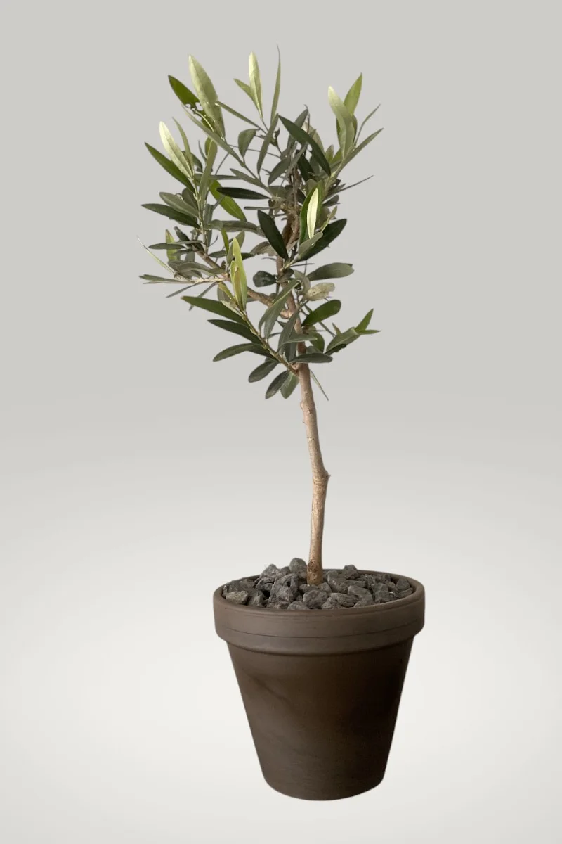Plant Aglandau - 38cm